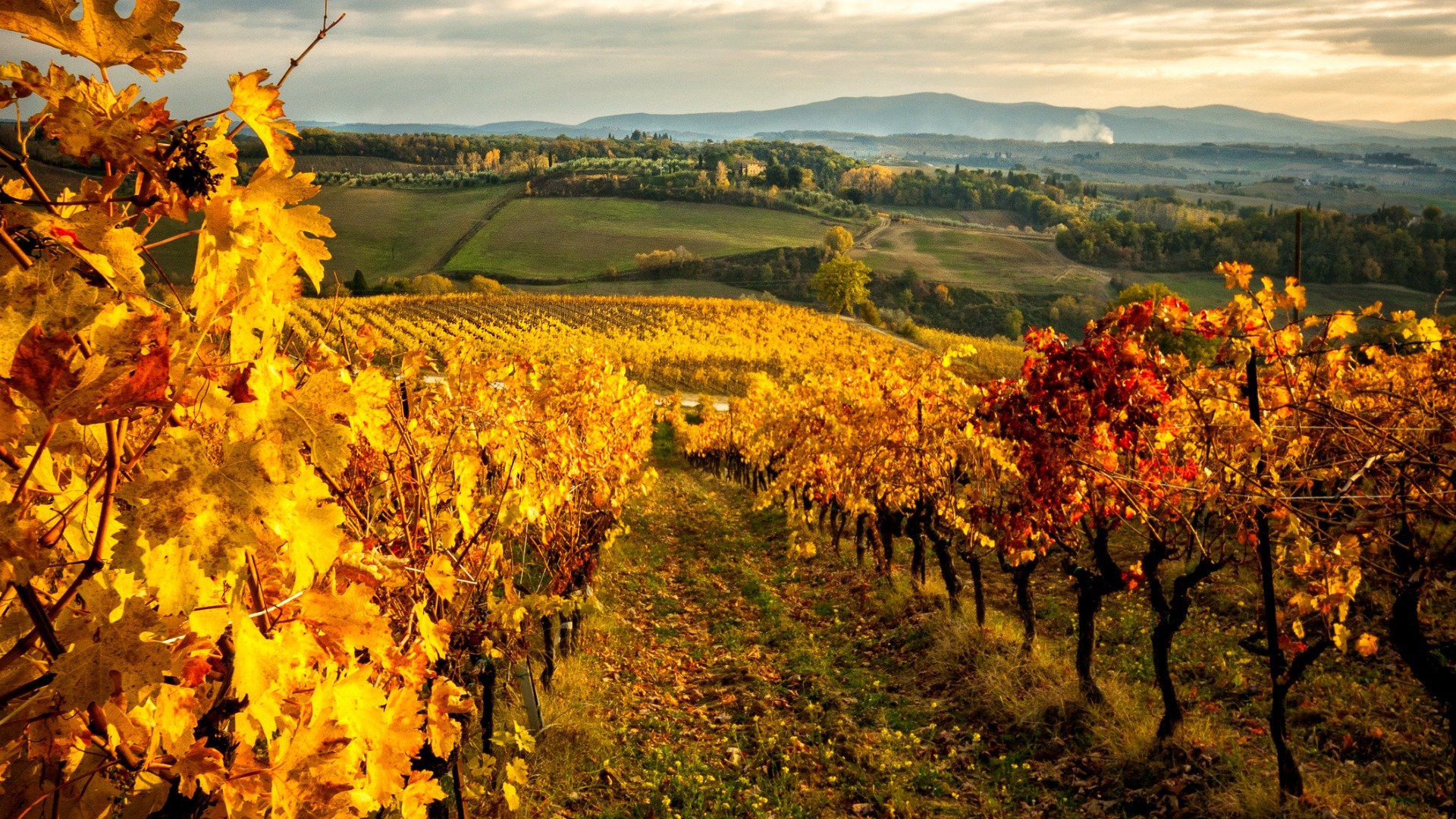 Vineyards with yellow leaves after the autumn harvest. It the background, the rolling hills of Tuscany. 