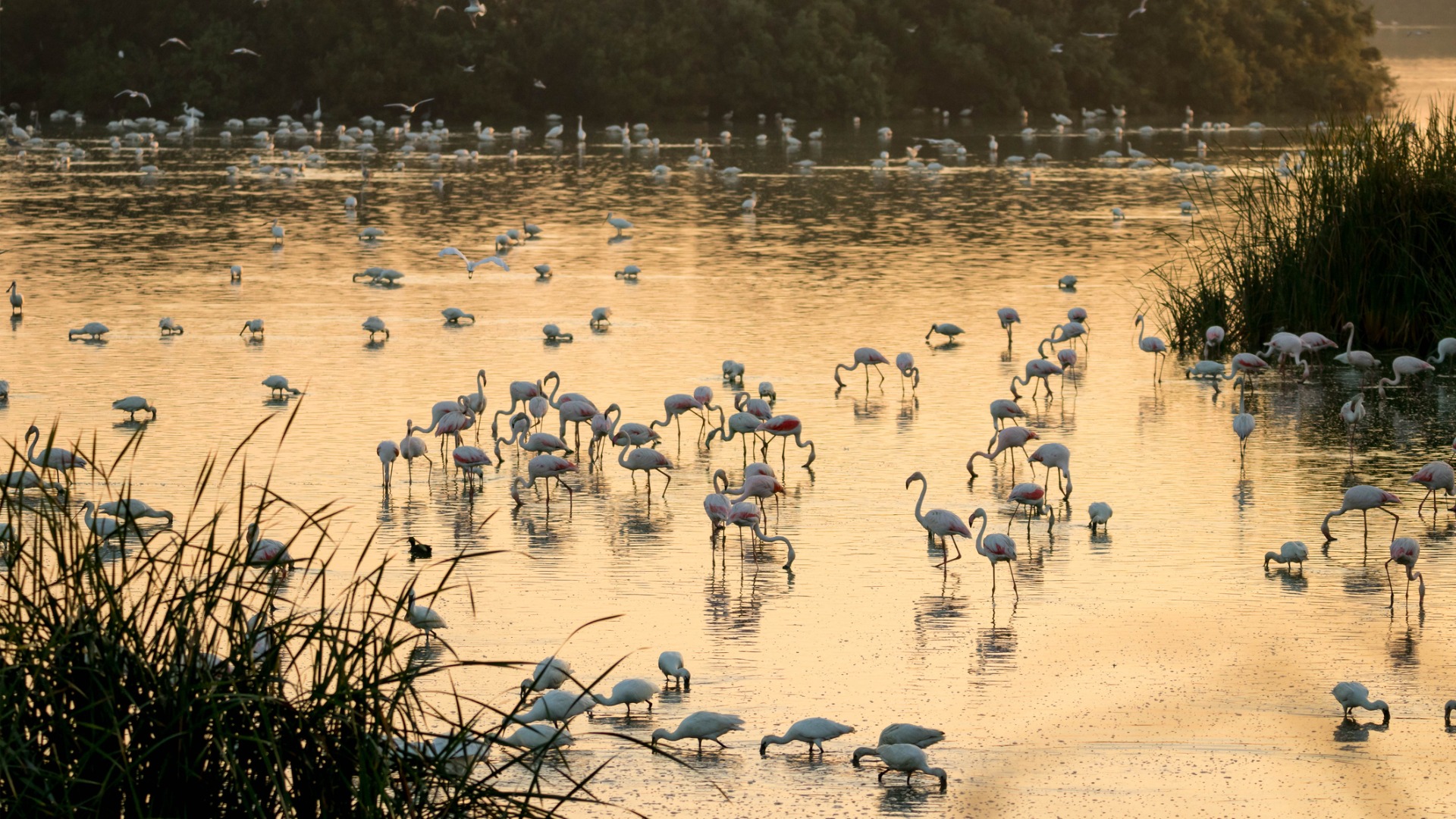 Flocks of birds feeding in a lagoon with a beautiful sunset light.

