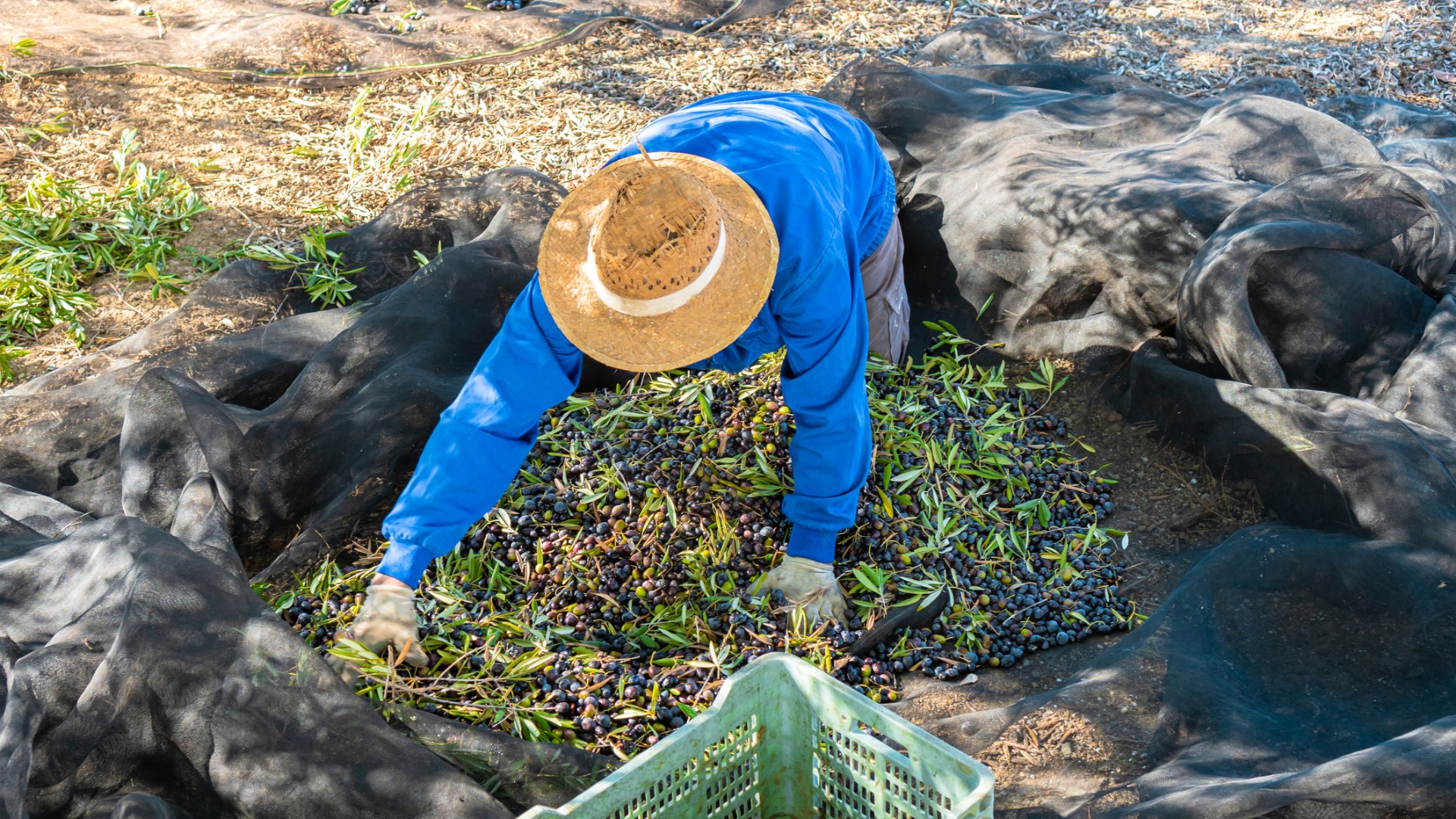 A male farmer collecting ripe olives from a net on the ground. Harvest season is the best time to visit Spain for nature lovers. 

