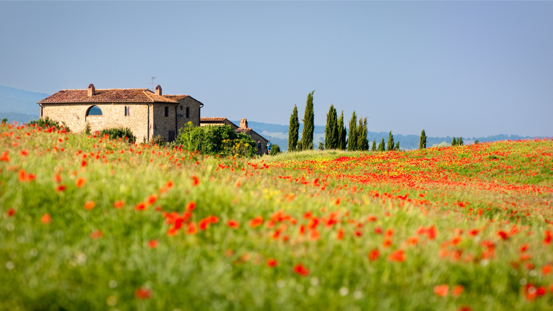 A field of poppies with a typical Tuscan building and some cypress trees in the background. 