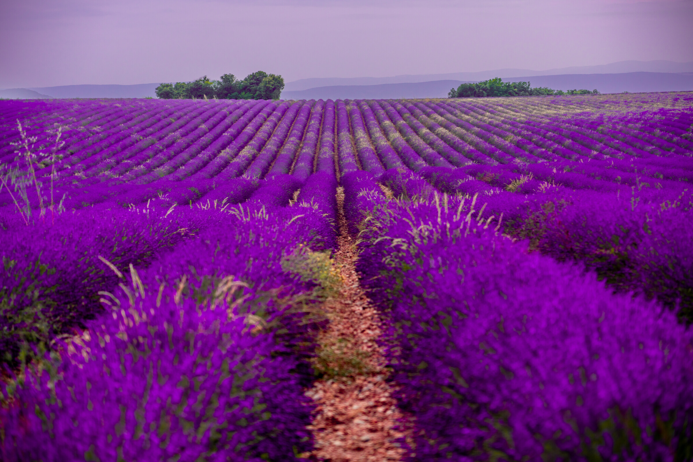 Endless stretches of lavender fields with a purple sky in the background. 