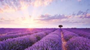 The sun setting over a lavender field with a single tree in the background under a lilac sky.