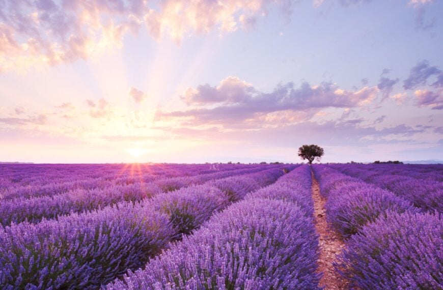 The sun setting over a lavender field with a single tree in the background under a lilac sky.