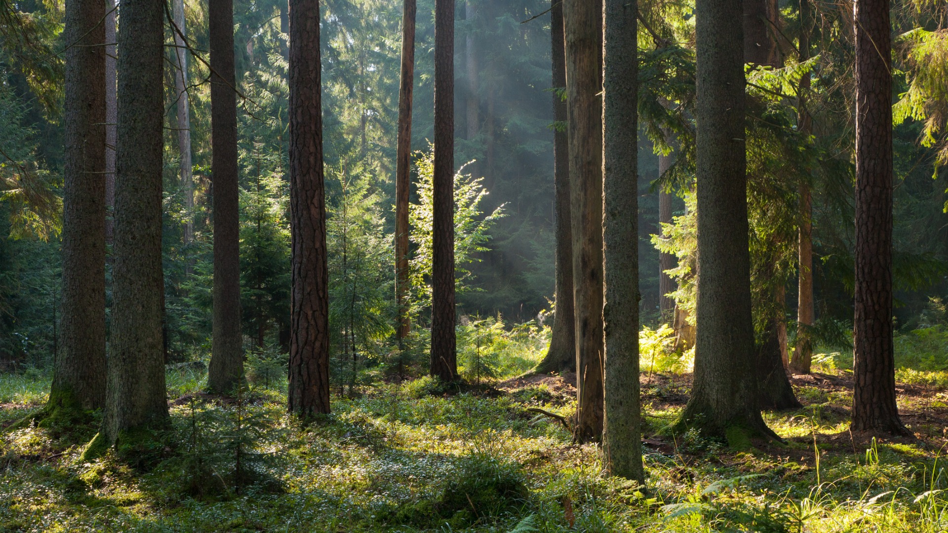 Several trunks of trees amidst lush greenery. The sun rays illuminate the forest. 