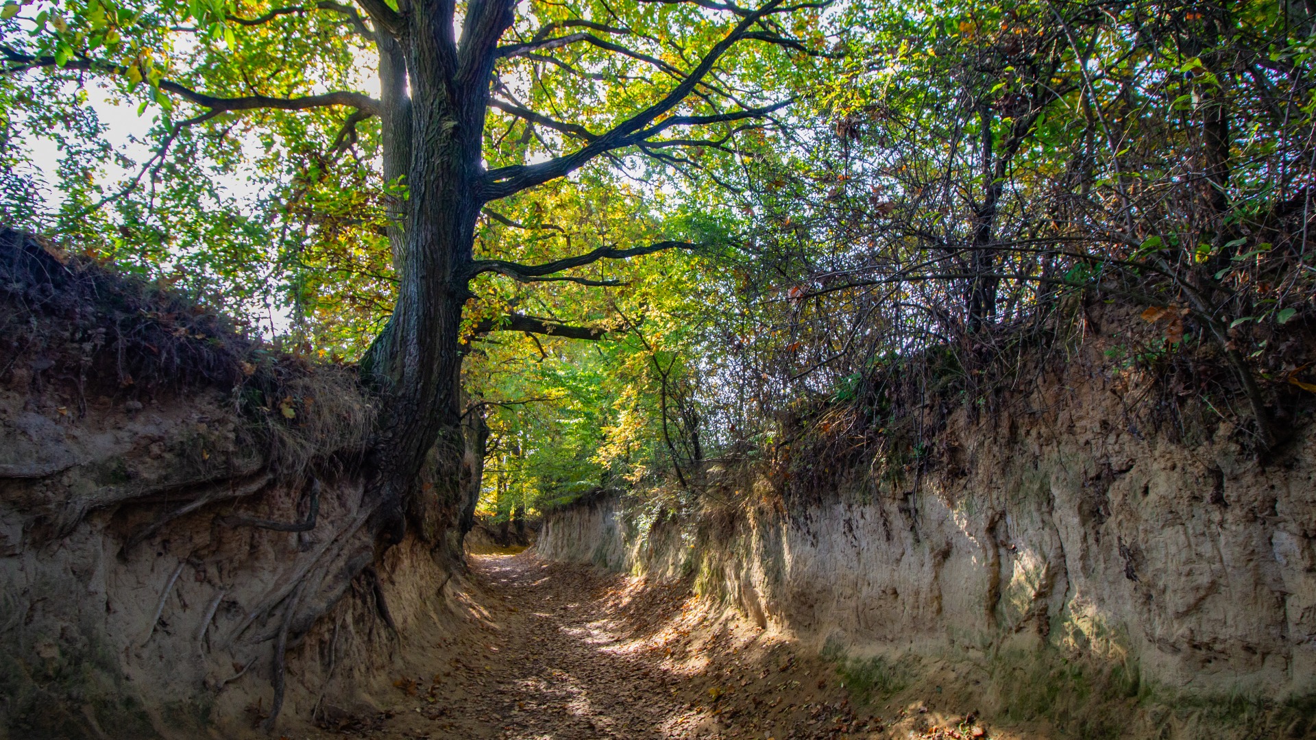 A dirt walking path under the shade of trees with twisting trunks. 