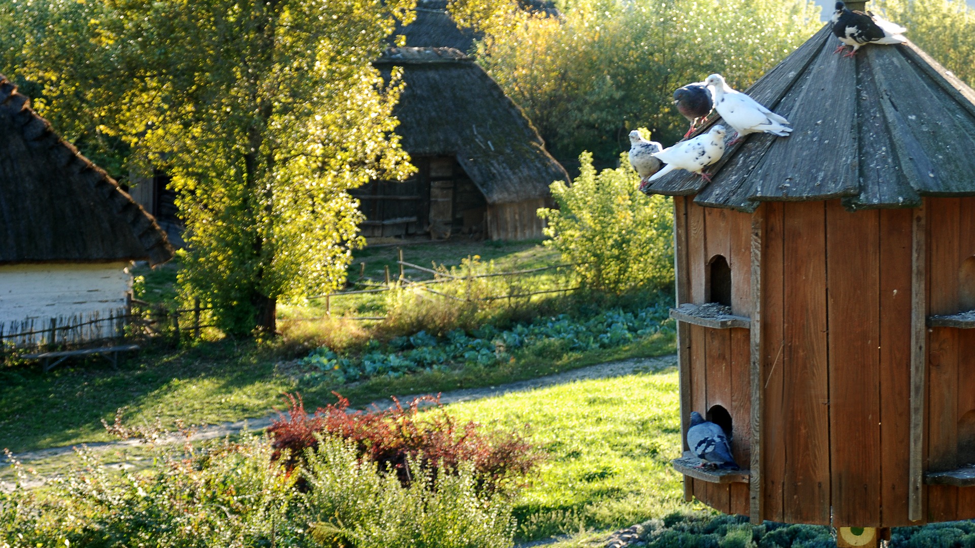 A wooden pigeon house where several pigeons sit.