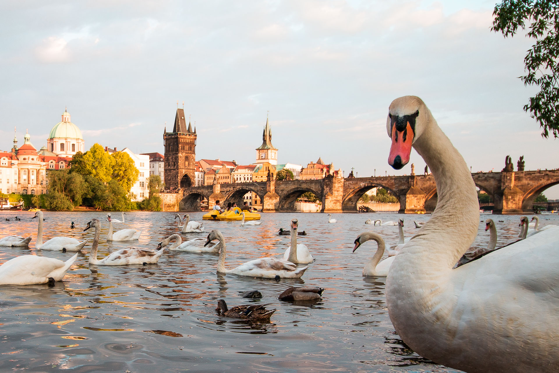 A close up of a swan looking straight to the camera. Many other swans in the river. In the background, Charles Bridge and other buildings. Prague is always a good idea if you're wondering where to travel in 2025 in Europe. 