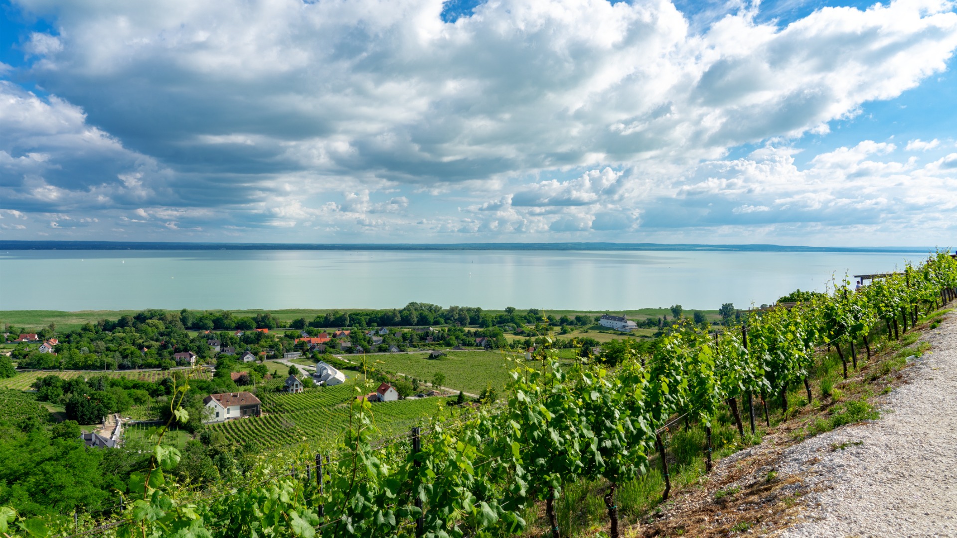 Vineyards with a lake in the background.