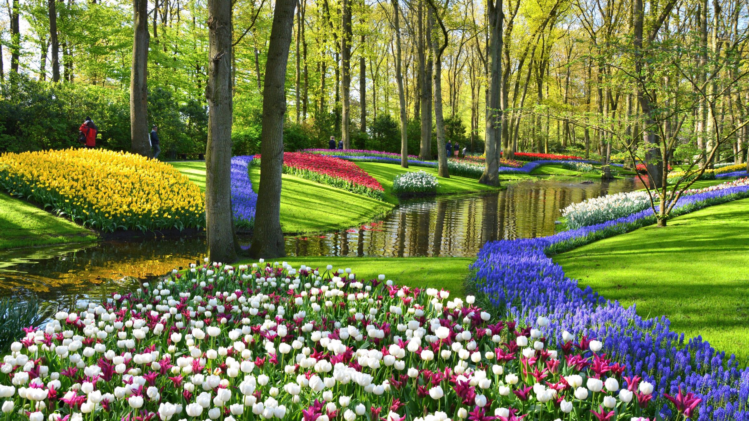 Keukenhof gardens with blooming spring flowers by the pond. There are colorful tulips and blue Muscari flowers.