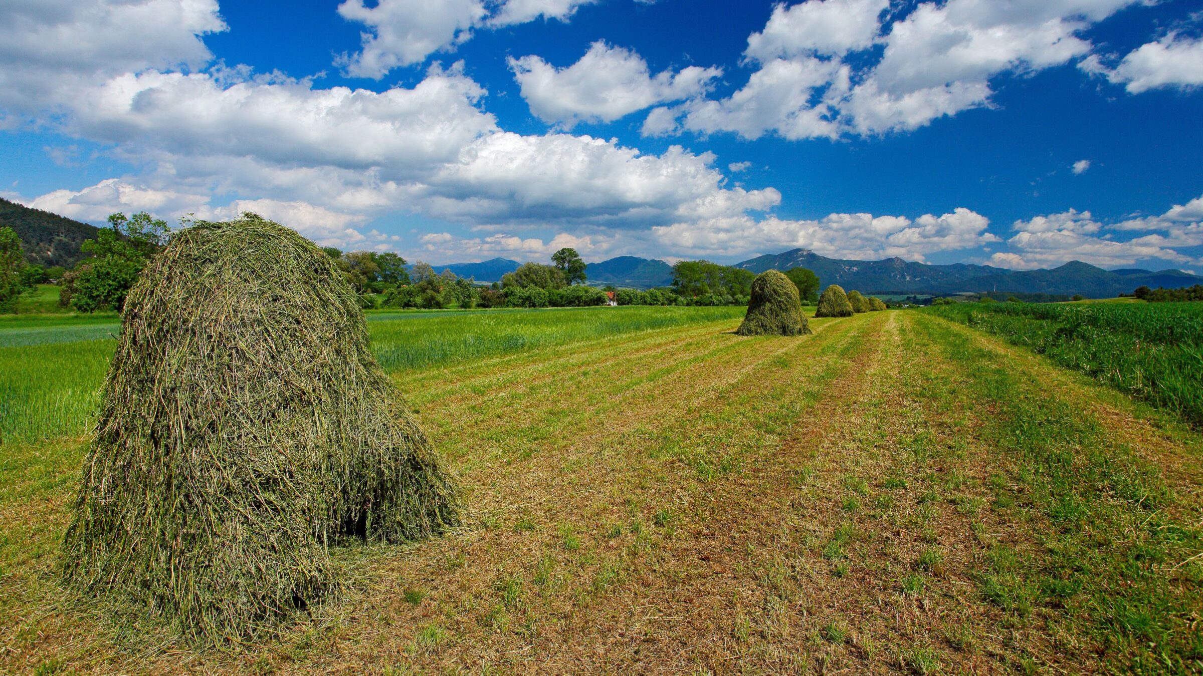 A green field under a bright blue sky.