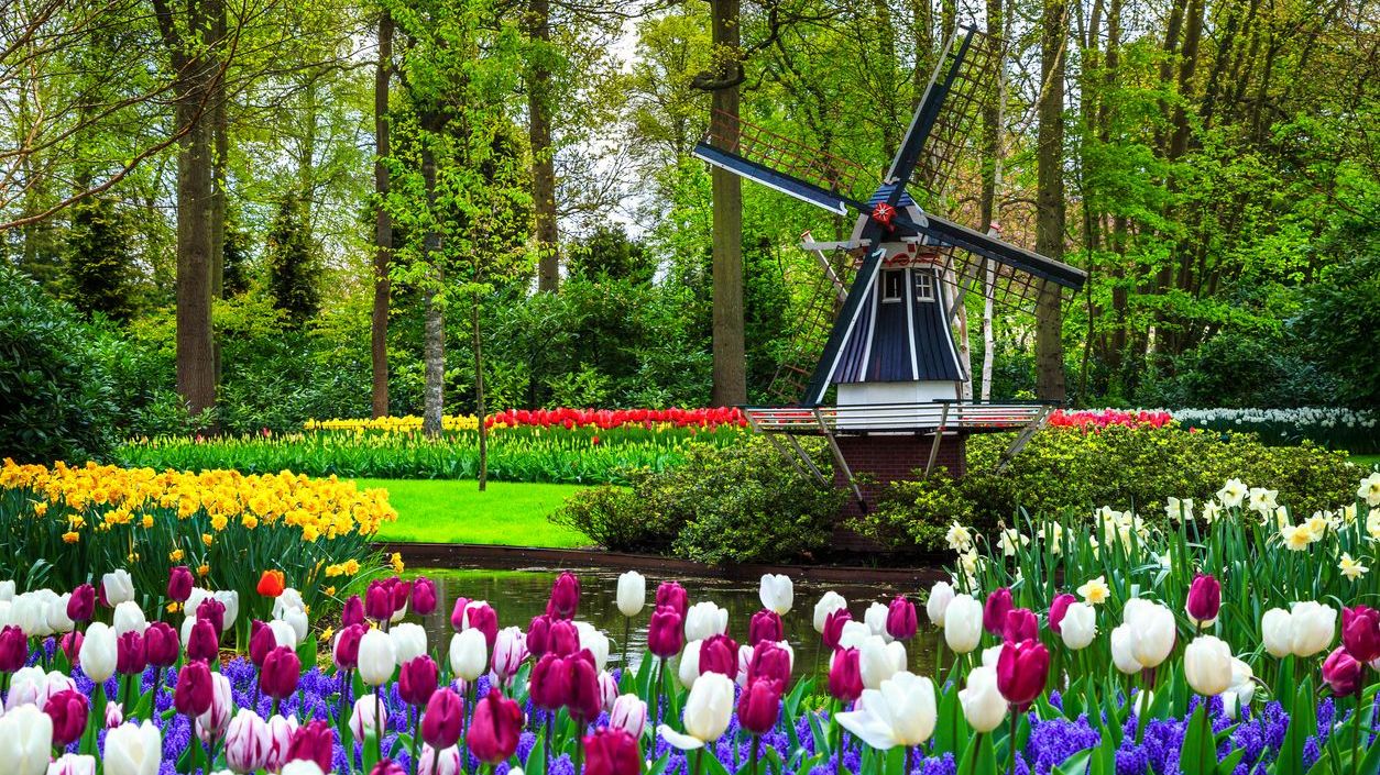 The stunning landscape of the famous Keukenhof Gardens with colorful fresh tulips, flowers and a Dutch windmill in the background in spring, for many, the best time to visit the Netherlands.