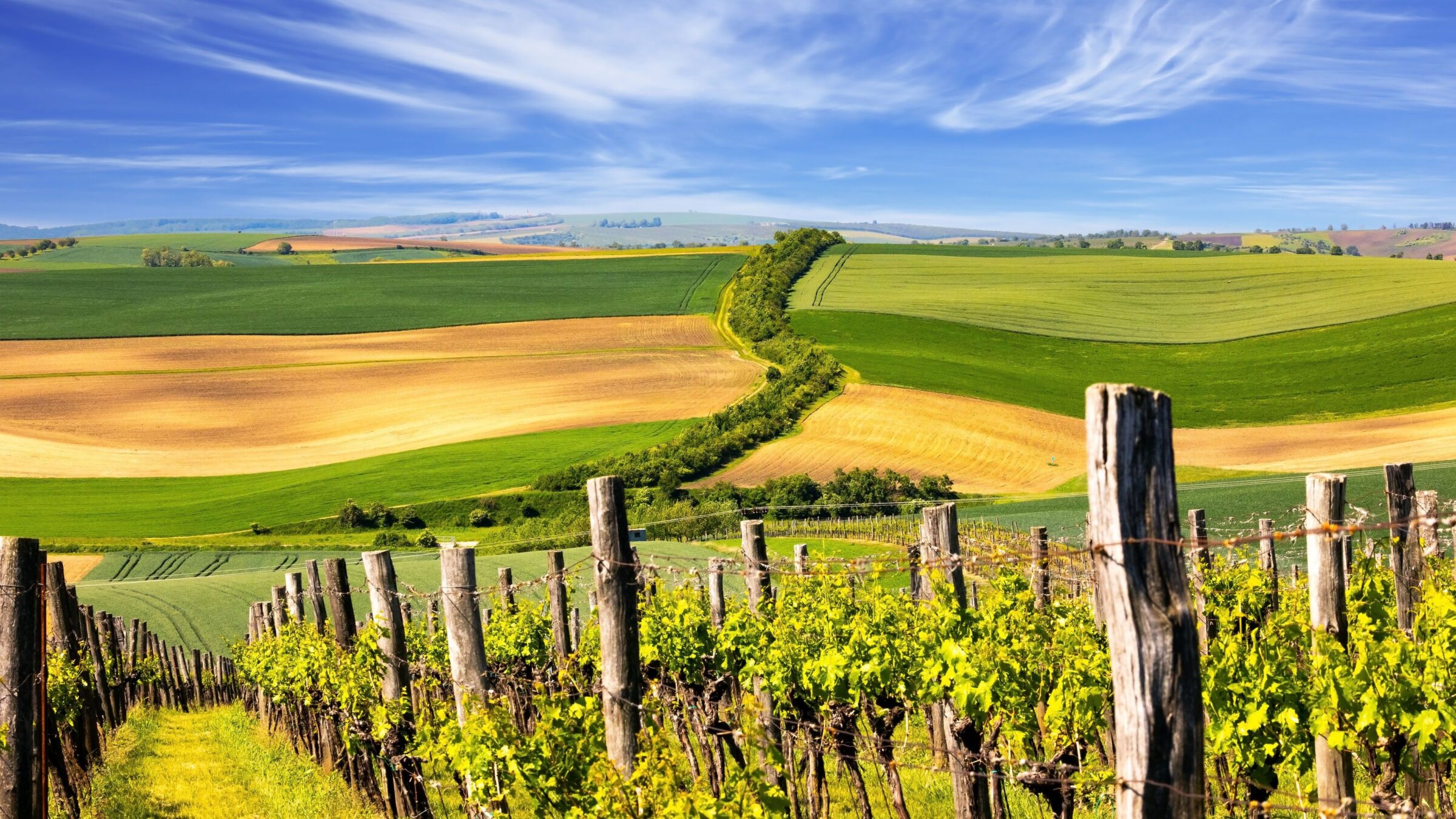 Vineyards covering the gentle hills under a bright blue sky in South Moravia, one of the best places to visit in the Czech Republic.
