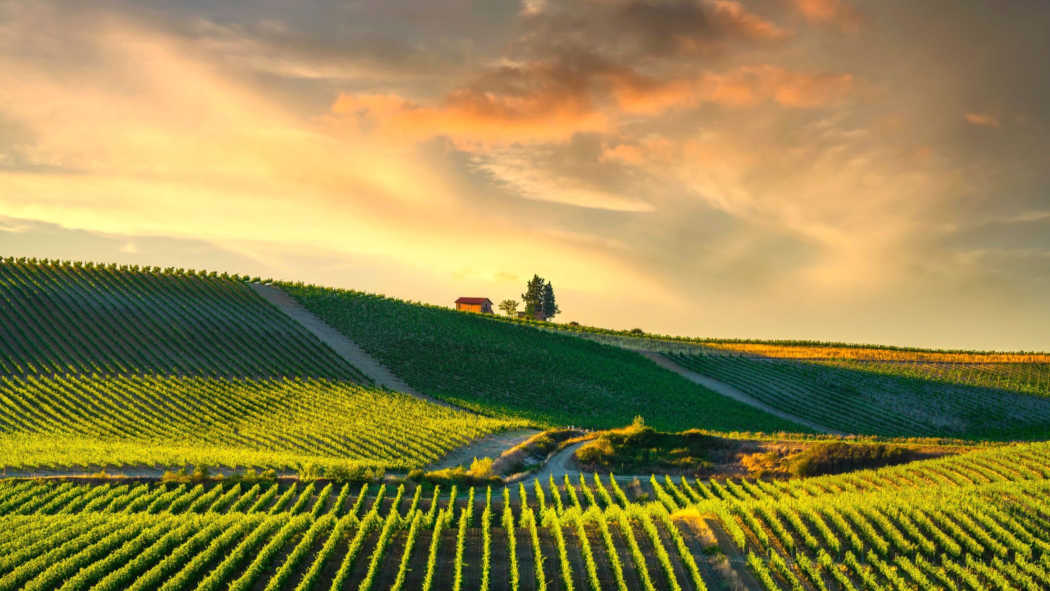 A panoramic view of vineyards under a sunset sky.