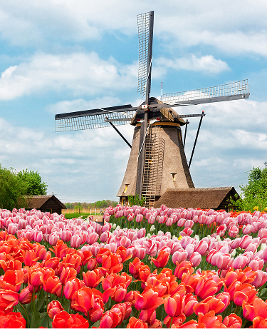 one traditional Dutch windmill of Zaanse Schans and rows of tulips, Netherlands